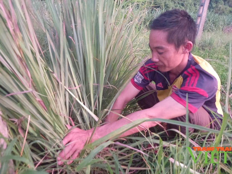 Hoà Bình: Chỉ trồng 1,5 ha sả, anh nông dân sống khỏe - Ảnh 2. Hoà Bình: Chỉ trồng 1,5 ha sả, anh nông dân sống khỏe - Ảnh 2.