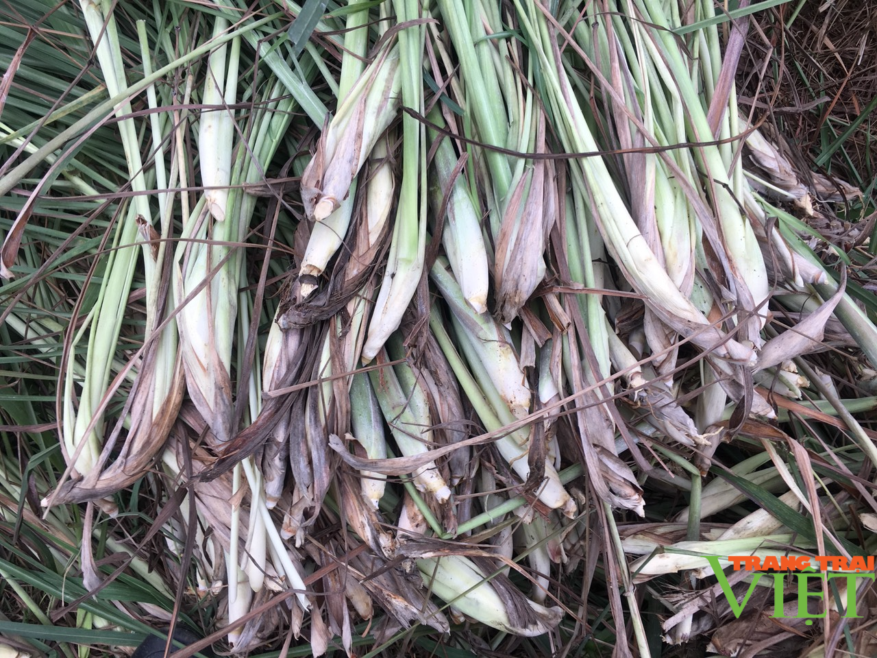 Hoà Bình: Chỉ trồng 1,5 ha sả, anh nông dân sống khỏe - Ảnh 5. Hoà Bình: Chỉ trồng 1,5 ha sả, anh nông dân sống khỏe - Ảnh 5.