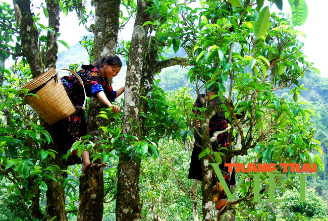 Tủa Chùa: Nông dân làm giàu từ cây chè Shan tuyết - Ảnh 3. Tủa Chùa: Nông dân làm giàu từ cây chè Shan tuyết - Ảnh 3.