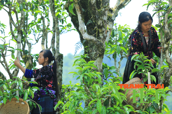 Tủa Chùa: Nông dân làm giàu từ cây chè Shan tuyết - Ảnh 1. Tủa Chùa: Nông dân làm giàu từ cây chè Shan tuyết - Ảnh 1.