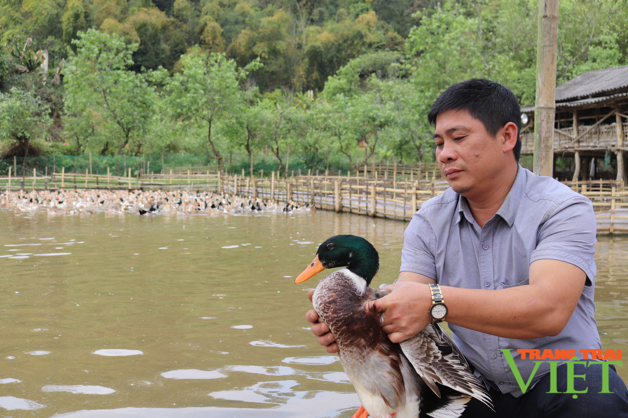 Thuận Châu chú trọng phát triển chăn nuôi bền vững - Ảnh 2. Thuận Châu chú trọng phát triển chăn nuôi bền vững - Ảnh 2.