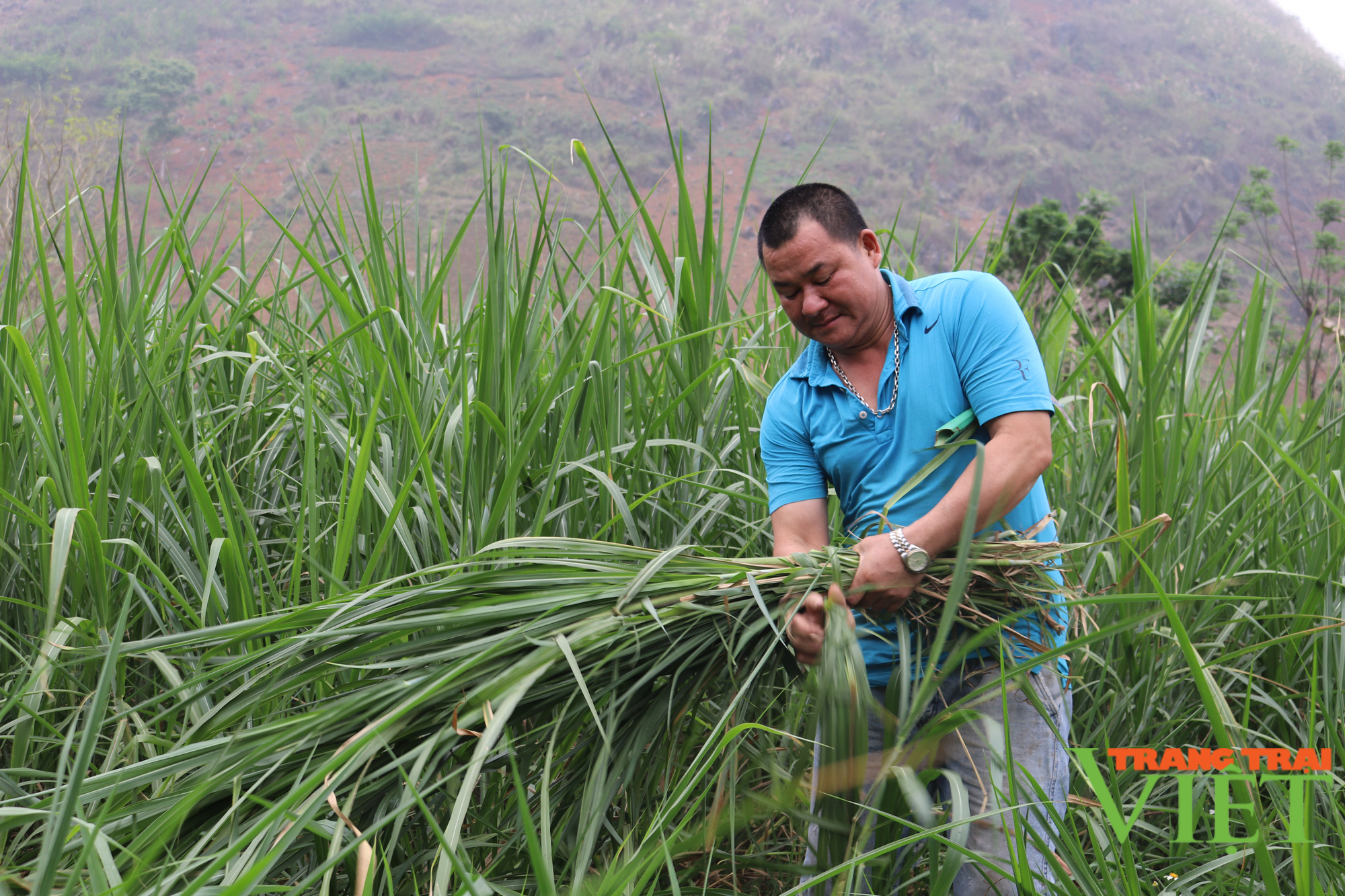 Thuận Châu chú trọng phát triển chăn nuôi bền vững - Ảnh 4. Thuận Châu chú trọng phát triển chăn nuôi bền vững - Ảnh 4.