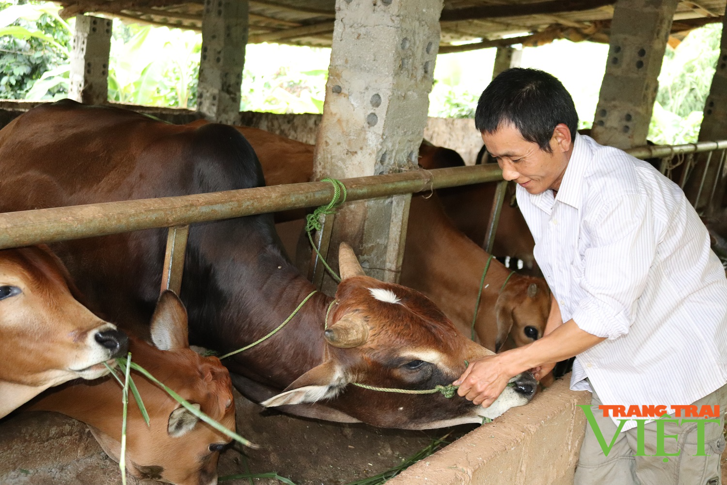 Thuận Châu chú trọng phát triển chăn nuôi bền vững - Ảnh 1. Thuận Châu chú trọng phát triển chăn nuôi bền vững - Ảnh 1.