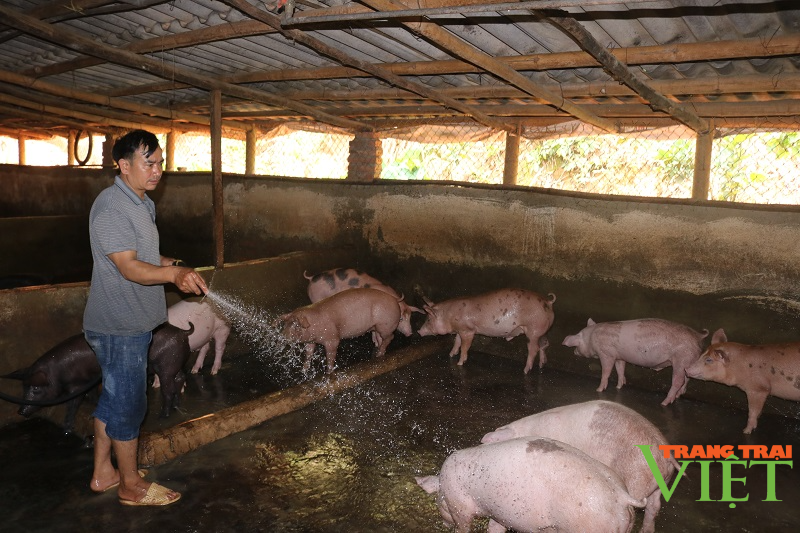 Thuận Châu chú trọng phát triển chăn nuôi bền vững - Ảnh 3. Thuận Châu chú trọng phát triển chăn nuôi bền vững - Ảnh 3.