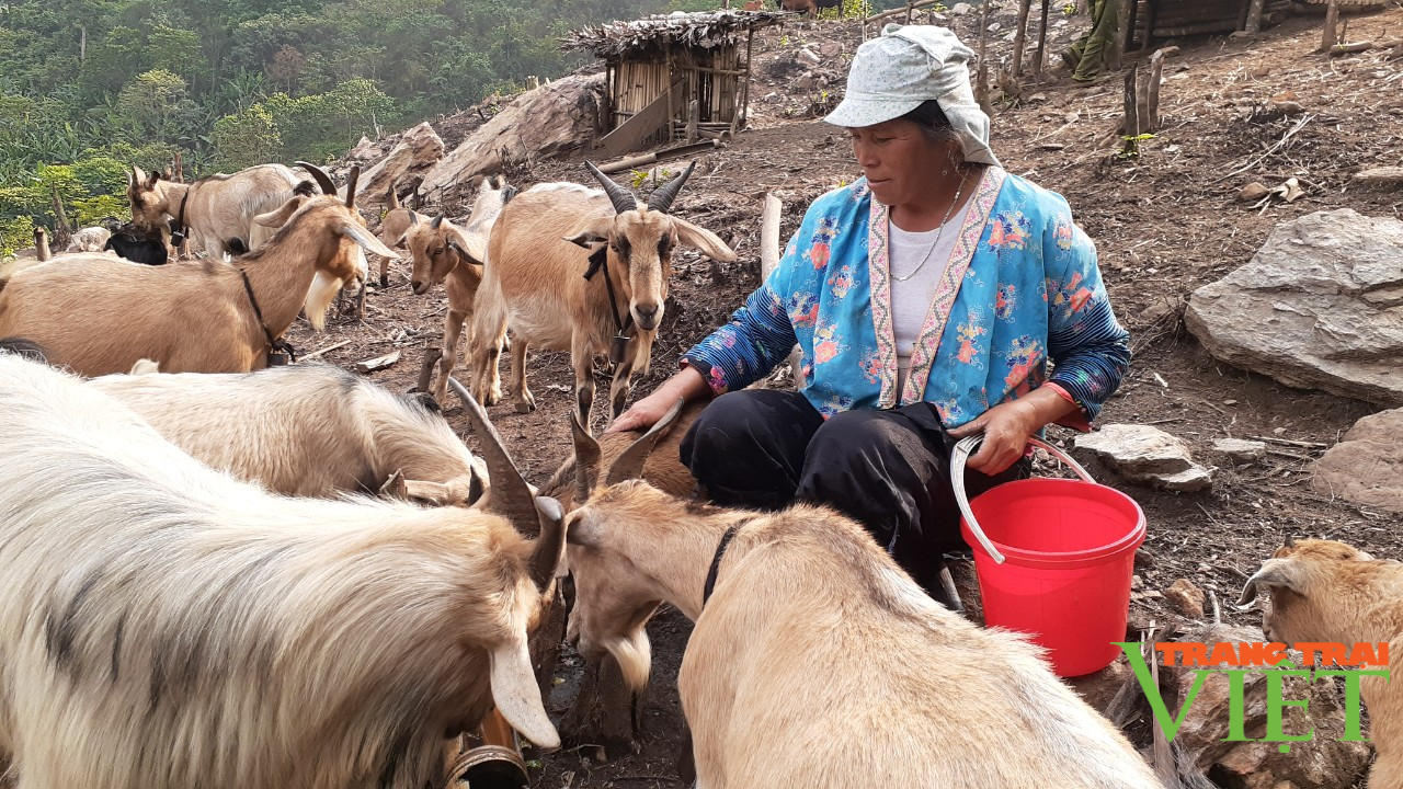 Thuận Châu chú trọng phát triển chăn nuôi bền vững - Ảnh 5. Thuận Châu chú trọng phát triển chăn nuôi bền vững - Ảnh 5.