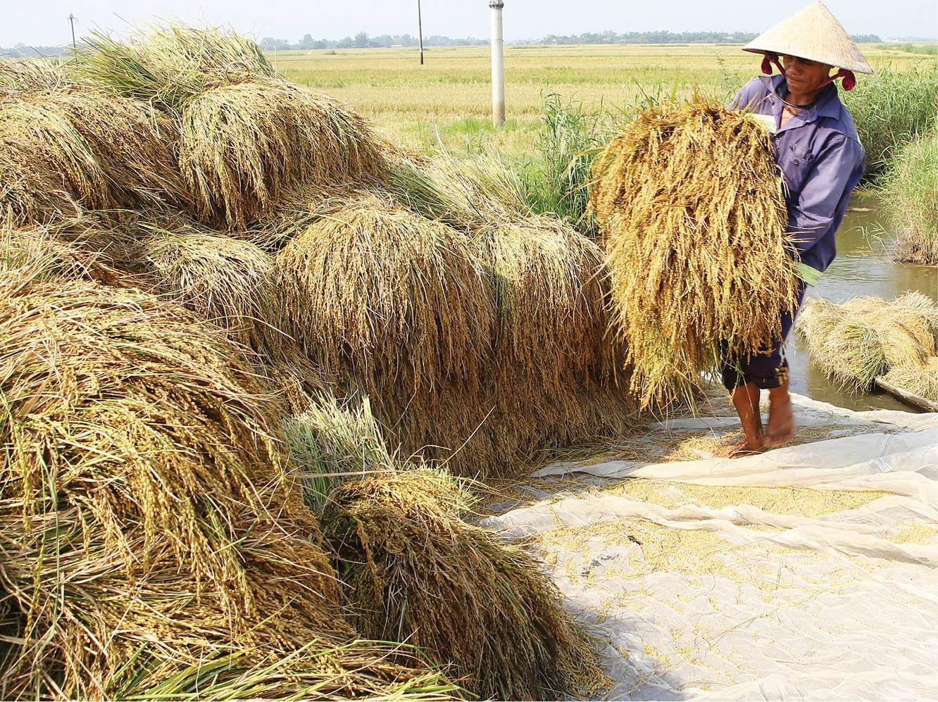 90% diện tích lúa hè thu được thu hoạch