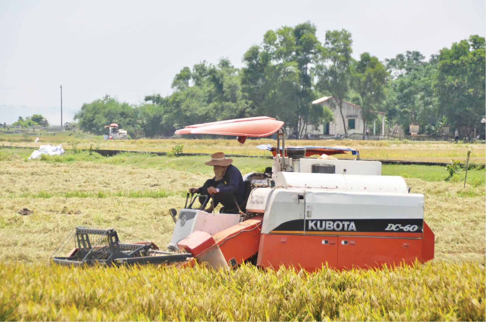 90% diện tích lúa hè thu được thu hoạch
