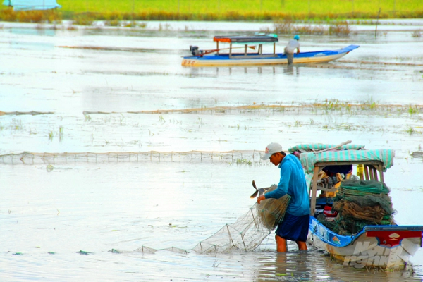 Việc xả lũ giúp cho các loài thủy sản dồi dào trên đồng ruộng, giúp cư dân vùng lũ có thêm nguồn thu nhập từ việc đánh bắt thủy sản. Ảnh: Lê Hoàng Vũ.