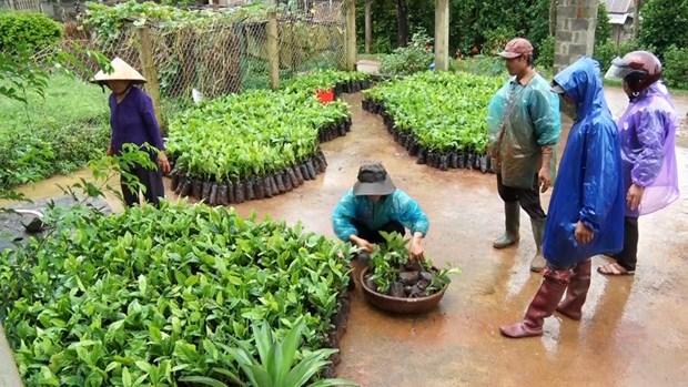 Quảng Trị: Tái canh cây cà phê theo hướng sản xuất hữu cơ hình ảnh 1 Quang Tri: Tai canh cay ca phe theo huong san xuat huu co hinh anh 1