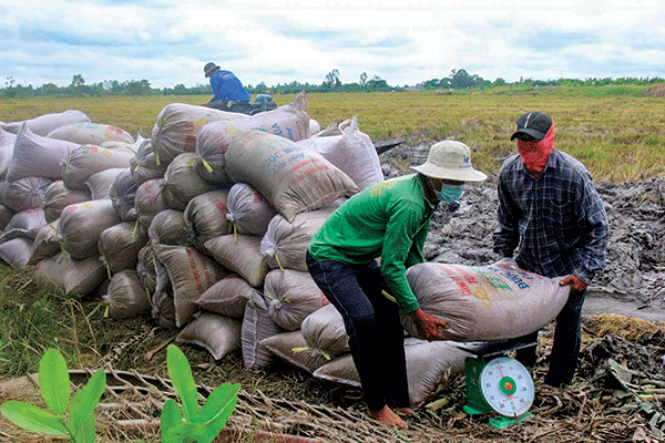Thu hoạch, tiêu thụ lúa thu đông thuận lợi 