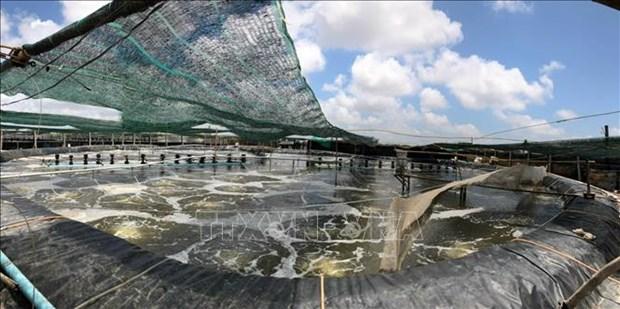 Nuôi tôm siêu thâm canh giúp lợi nhuận tăng 7 - 10 lần ở Trà Vinh hình ảnh 1 Nuoi tom sieu tham canh giup loi nhuan tang 7 - 10 lan o Tra Vinh hinh anh 1