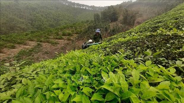Yên Bái mở rộng diện tích, nâng cao giá trị kinh tế cây vụ Đông hình ảnh 2 Yen Bai mo rong dien tich, nang cao gia tri kinh te cay vu Dong hinh anh 2