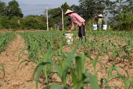 Yên Bái mở rộng diện tích, nâng cao giá trị kinh tế cây vụ Đông hình ảnh 1 Yen Bai mo rong dien tich, nang cao gia tri kinh te cay vu Dong hinh anh 1