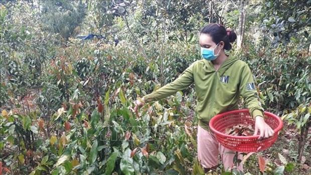 "Thuần hóa” đặc sản rau rừng, tạo sinh kế bền vững cho đồng bào dân tộc thiểu số hình ảnh 3 "Thuan hoa” dac san rau rung, tao sinh ke ben vung cho dong bao dan toc thieu so hinh anh 3