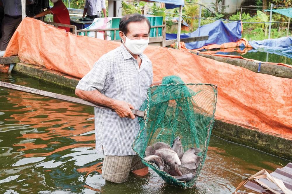 Nuôi cá tai tượng trong bể - mô hình nông nghiệp đô thị hiệu quả Ông Ba Biên giới thiệu đàn cá tai tượng đang lứa gần xuất bán.