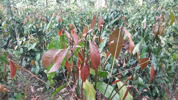 "Thuần hóa” đặc sản rau rừng, tạo sinh kế bền vững cho đồng bào dân tộc thiểu số hình ảnh 1 "Thuan hoa” dac san rau rung, tao sinh ke ben vung cho dong bao dan toc thieu so hinh anh 1