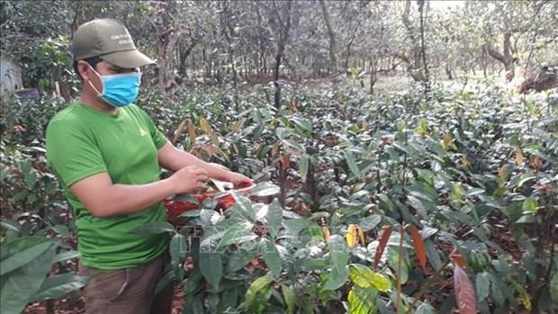 "Thuần hóa” đặc sản rau rừng, tạo sinh kế bền vững cho đồng bào dân tộc thiểu số hình ảnh 2 "Thuan hoa” dac san rau rung, tao sinh ke ben vung cho dong bao dan toc thieu so hinh anh 2