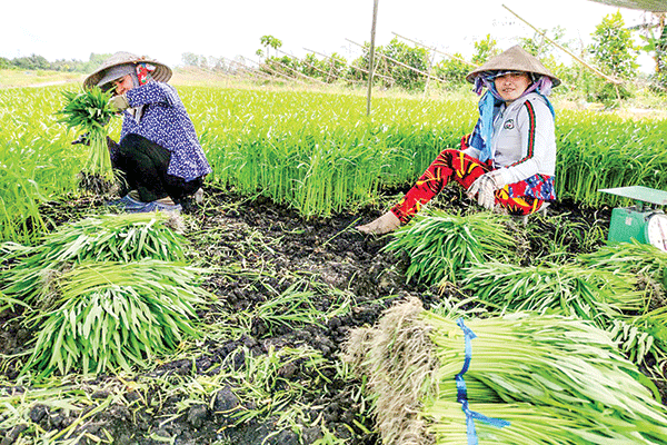 Thúc đẩy sản xuất nông nghiệp theo quy mô hàng hóa lớn 