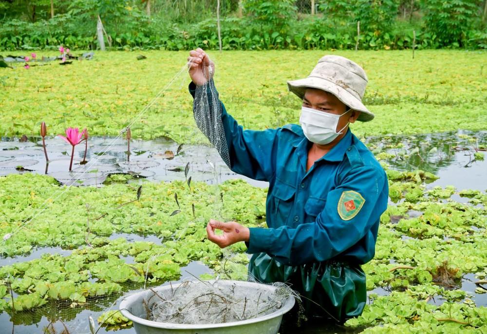Nuôi cá bã trầu cộng sinh - “làm chơi ăn thiệt” Giăng lưới bắt cá bã trầu trong ao nuôi ốc.