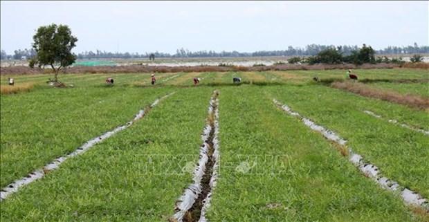 Kiên Giang chuyển đổi trên 32.800 ha đất lúa kém hiệu quả sang cây trồng có giá trị hình ảnh 1 Kien Giang chuyen doi tren 32.800 ha dat lua kem hieu qua sang cay trong co gia tri hinh anh 1