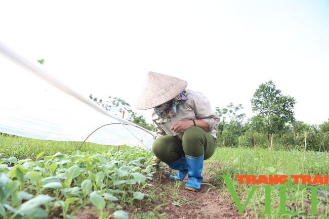 Người dân trồng rau sạch tại Hà Nam, thu hoạch đến đâu lái mua đến đó - Ảnh 2. Người dân trồng rau sạch tại Hà Nam, thu hoạch đến đâu lái mua đến đó - Ảnh 2.