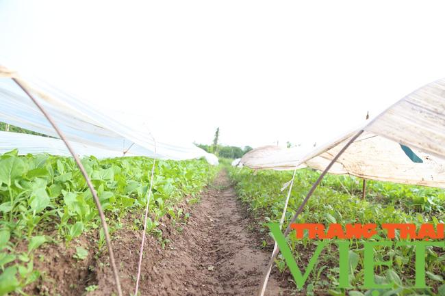 Người dân trồng rau sạch tại Hà Nam, thu hoạch đến đâu lái mua đến đó - Ảnh 3. Người dân trồng rau sạch tại Hà Nam, thu hoạch đến đâu lái mua đến đó - Ảnh 3.