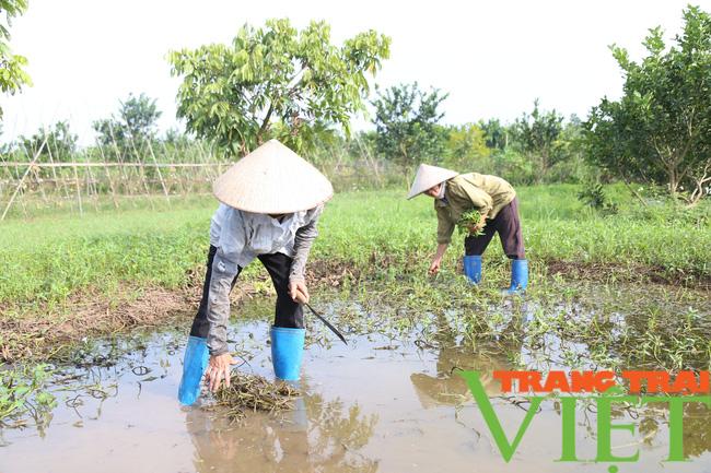 Người dân trồng rau sạch tại Hà Nam, thu hoạch đến đâu lái mua đến đó - Ảnh 6. Người dân trồng rau sạch tại Hà Nam, thu hoạch đến đâu lái mua đến đó - Ảnh 6.