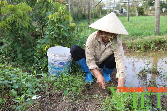 Người dân trồng rau sạch tại Hà Nam, thu hoạch đến đâu lái mua đến đó - Ảnh 7. Người dân trồng rau sạch tại Hà Nam, thu hoạch đến đâu lái mua đến đó - Ảnh 7.