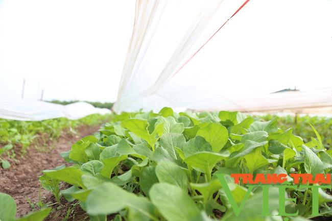 Người dân trồng rau sạch tại Hà Nam, thu hoạch đến đâu lái mua đến đó - Ảnh 5. Người dân trồng rau sạch tại Hà Nam, thu hoạch đến đâu lái mua đến đó - Ảnh 5.