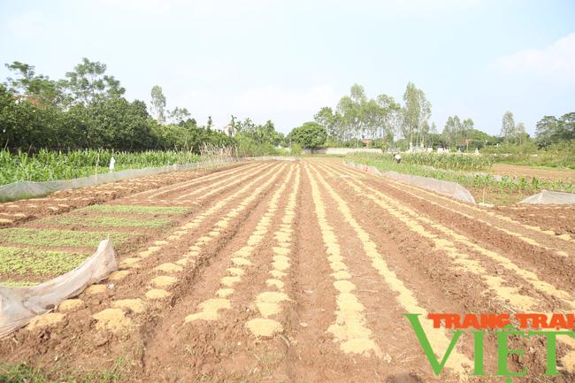 Người dân trồng rau sạch tại Hà Nam, thu hoạch đến đâu lái mua đến đó - Ảnh 1. Người dân trồng rau sạch tại Hà Nam, thu hoạch đến đâu lái mua đến đó - Ảnh 1.