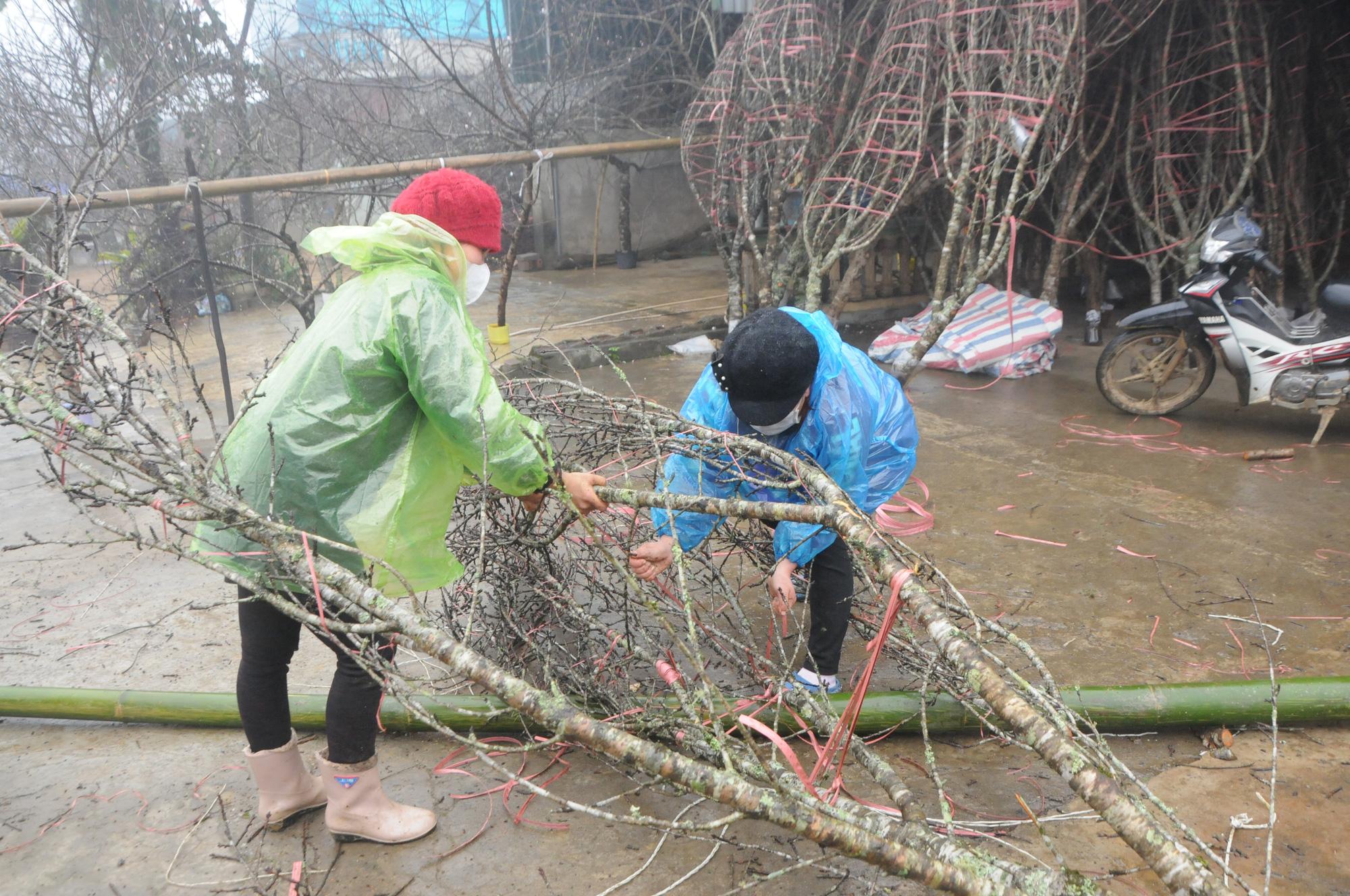 Thị trường đào Tết ảm đạm, nông dân lo mất Tết - Ảnh 1. Thị trường đào Tết ảm đạm, nông dân lo mất Tết - Ảnh 1.