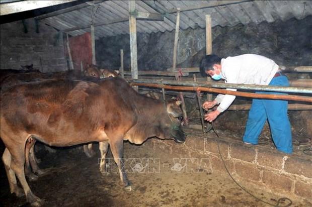 Phòng, chống rét cho đàn vật nuôi ở huyện Vân Hồ hình ảnh 3 Phong, chong ret cho dan vat nuoi o huyen Van Ho hinh anh 3