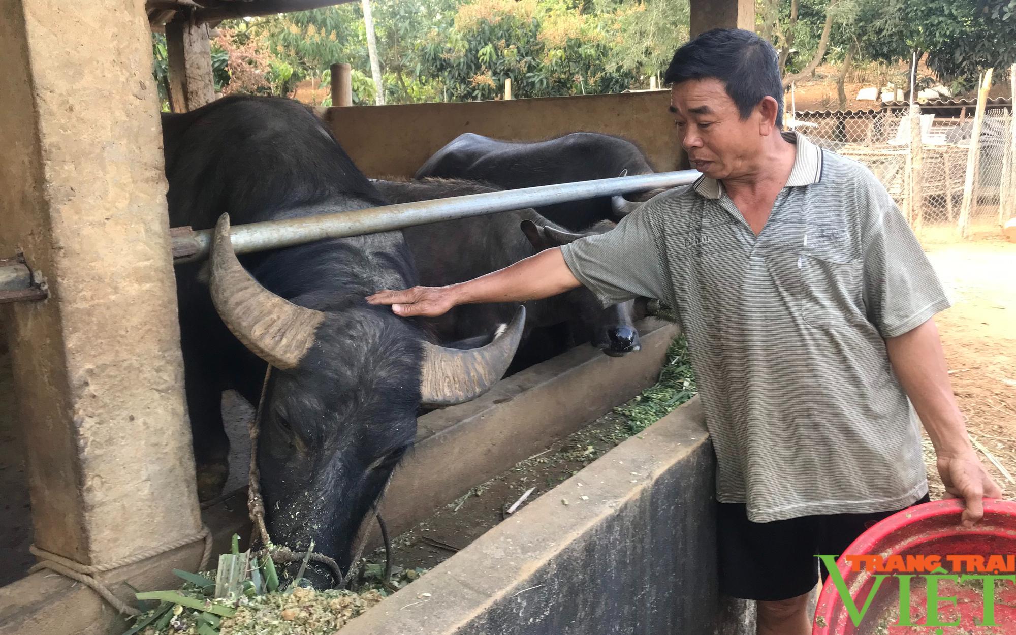 Nông thôn Tây Bắc: Nuôi trâu, bò nhốt chuồng, sức bật ở một xã anh hùng - Ảnh 2. Nông thôn Tây Bắc: Nuôi trâu, bò nhốt chuồng, sức bật ở một xã anh hùng - Ảnh 2.