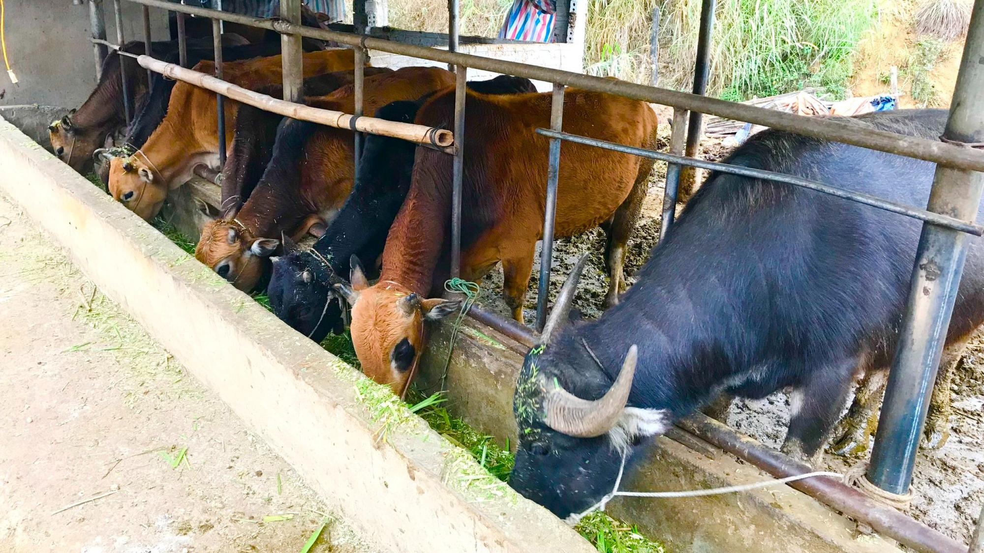 Nông thôn Tây Bắc: Nuôi trâu, bò nhốt chuồng, sức bật ở một xã anh hùng - Ảnh 5. Nông thôn Tây Bắc: Nuôi trâu, bò nhốt chuồng, sức bật ở một xã anh hùng - Ảnh 5.