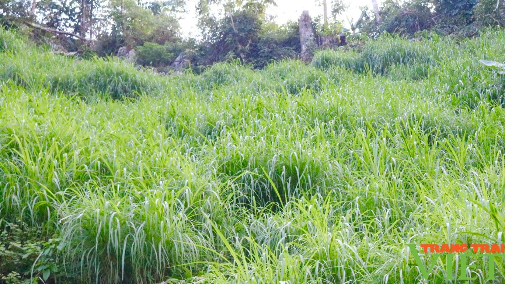 Nông thôn Tây Bắc: Nuôi trâu, bò nhốt chuồng, sức bật ở một xã anh hùng - Ảnh 6. Nông thôn Tây Bắc: Nuôi trâu, bò nhốt chuồng, sức bật ở một xã anh hùng - Ảnh 6.