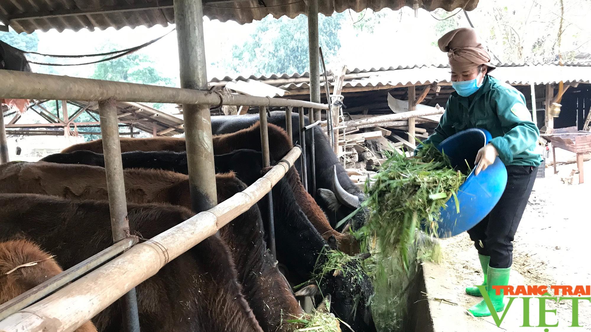 Nông thôn Tây Bắc: Nuôi trâu, bò nhốt chuồng, sức bật ở một xã anh hùng - Ảnh 4. Nông thôn Tây Bắc: Nuôi trâu, bò nhốt chuồng, sức bật ở một xã anh hùng - Ảnh 4.