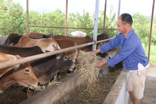 Hội Nông dân Hoà Bình: Tạo chỗ dựa vững chắc cho hội viên làm giàu - Ảnh 3. Hội Nông dân Hoà Bình: Tạo chỗ dựa vững chắc cho hội viên làm giàu - Ảnh 3.