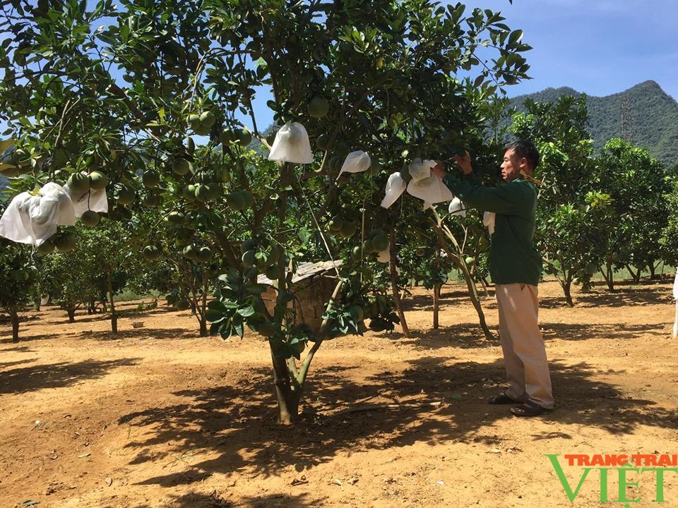 Hội Nông dân Hoà Bình cầm việc chỉ tay, giúp hội viên thoát nghèo - Ảnh 2. Hội Nông dân Hoà Bình cầm việc chỉ tay, giúp hội viên thoát nghèo - Ảnh 2.