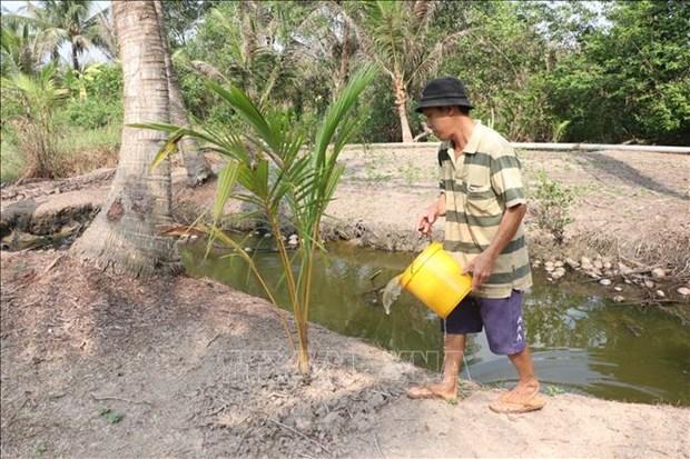 Phòng trừ sâu đầu đen hại dừa bằng các giải pháp sinh học hình ảnh 3 Phong tru sau dau den hai dua bang cac giai phap sinh hoc hinh anh 3