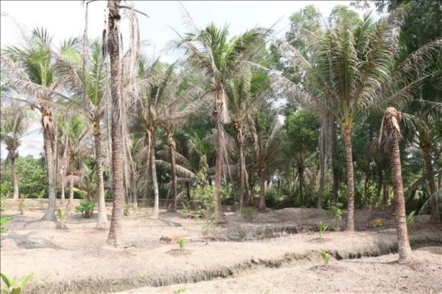 Phòng trừ sâu đầu đen hại dừa bằng các giải pháp sinh học hình ảnh 1 Phong tru sau dau den hai dua bang cac giai phap sinh hoc hinh anh 1