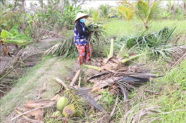Phòng trừ sâu đầu đen hại dừa bằng các giải pháp sinh học hình ảnh 2 Phong tru sau dau den hai dua bang cac giai phap sinh hoc hinh anh 2