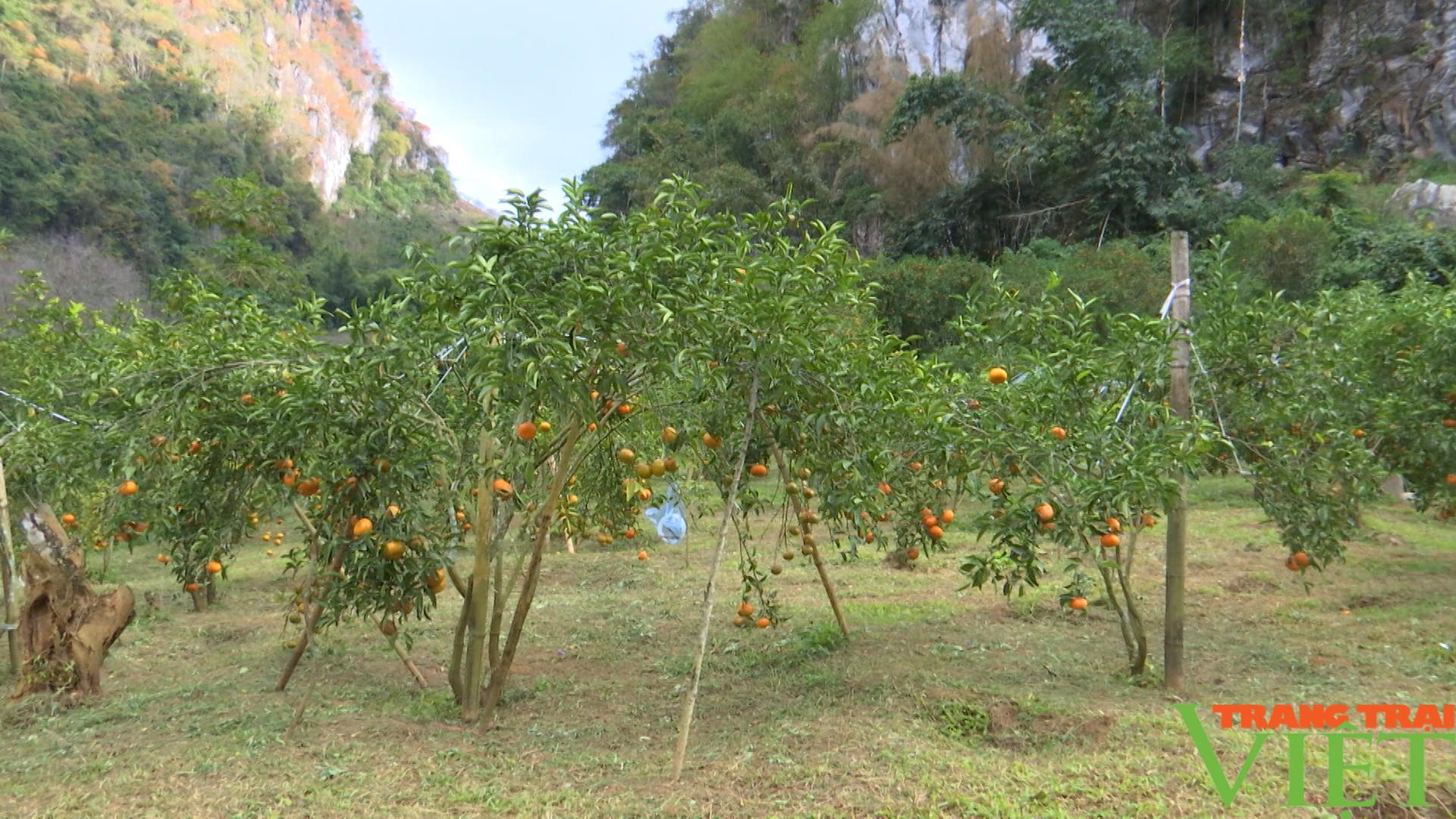 Chiềng Cọ: Đa dạng các mô hình phát triển kinh tế - Ảnh 3. Chiềng Cọ: Đa dạng các mô hình phát triển kinh tế - Ảnh 3.