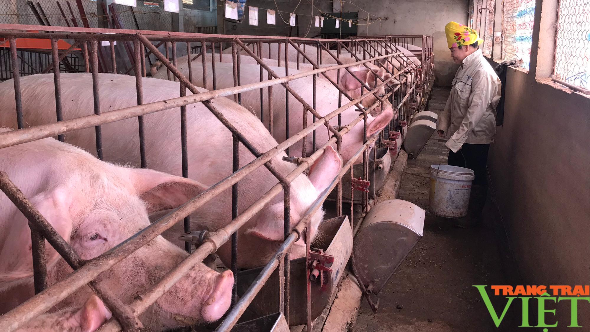 Chiềng Cọ: Đa dạng các mô hình phát triển kinh tế - Ảnh 6. Chiềng Cọ: Đa dạng các mô hình phát triển kinh tế - Ảnh 6.