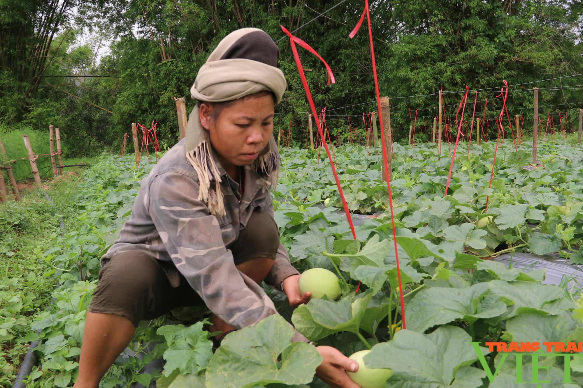 Hội Nông dân Yên Châu, giúp hội viên chăn nuôi và phát triển sản xuất - Ảnh 3. Hội Nông dân Yên Châu, giúp hội viên chăn nuôi và phát triển sản xuất - Ảnh 3.