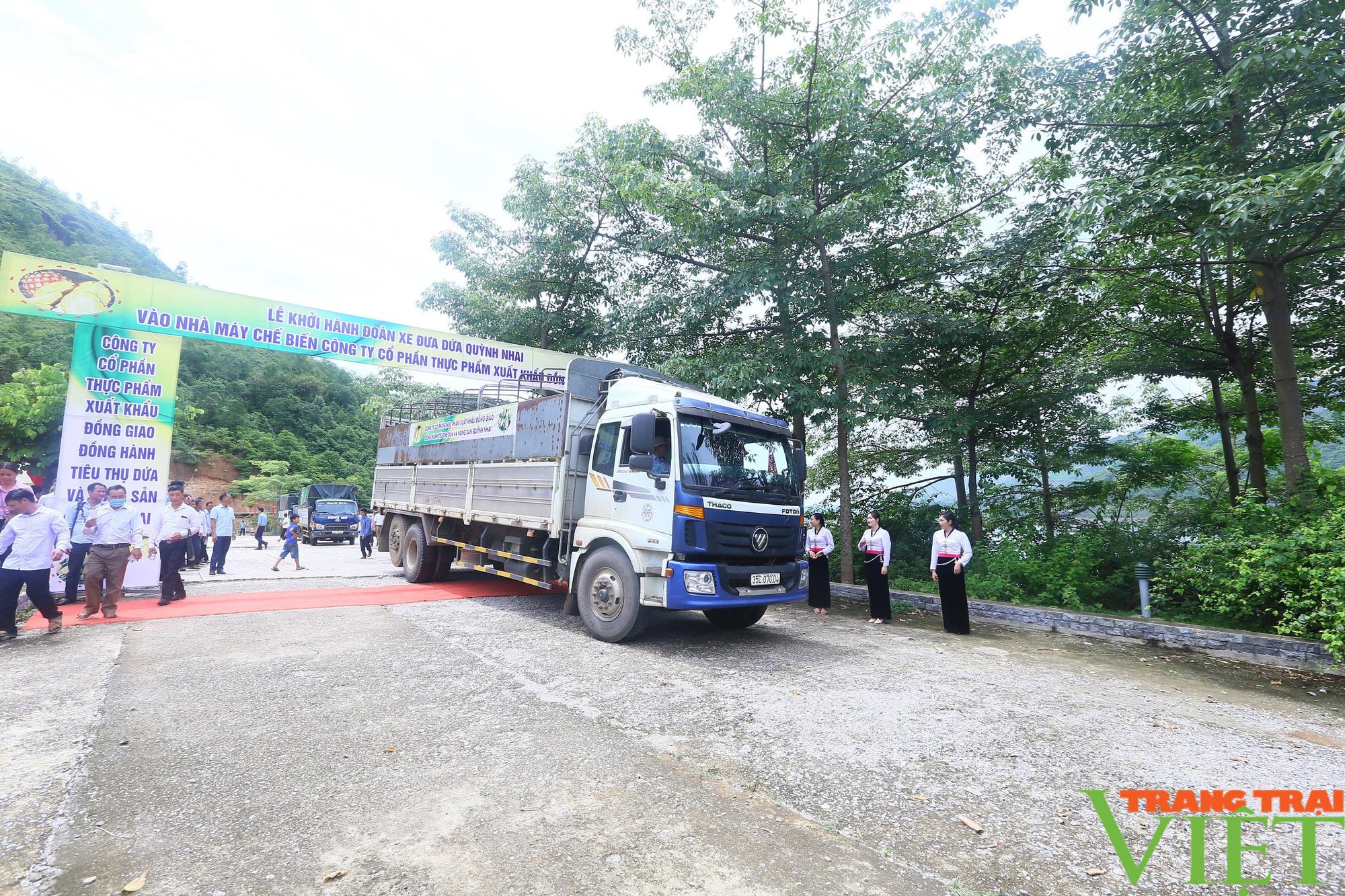 Liên kết trồng dứa với Công ty Đồng Giao, nông dân Quỳnh Nhai yên tâm sản xuất, không lo đầu ra - Ảnh 5. Liên kết trồng dứa với Công ty Đồng Giao, nông dân Quỳnh Nhai yên tâm sản xuất, không lo đầu ra - Ảnh 5.