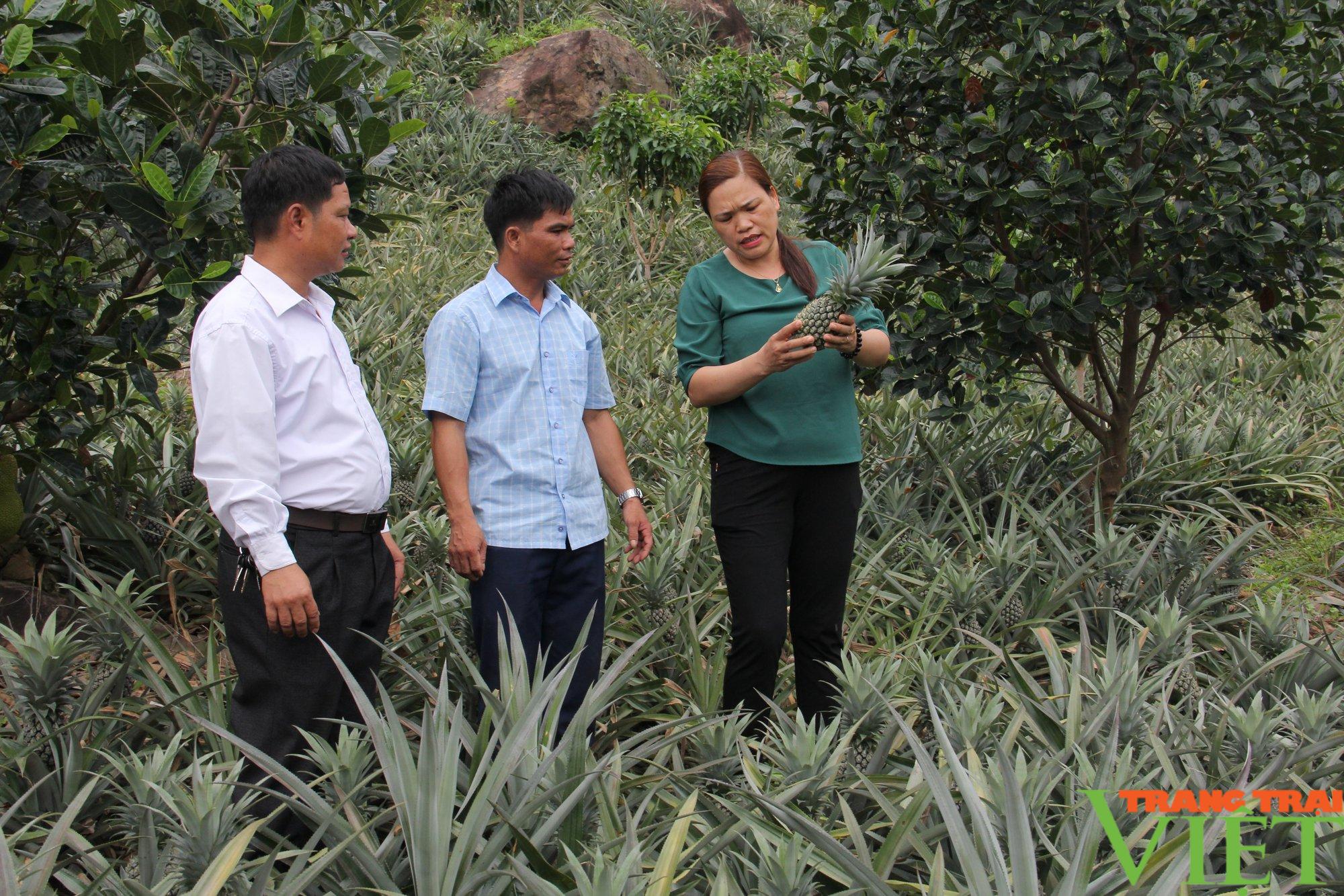 Liên kết trồng dứa với Công ty Đồng Giao, nông dân Quỳnh Nhai yên tâm sản xuất, không lo đầu ra - Ảnh 2. Liên kết trồng dứa với Công ty Đồng Giao, nông dân Quỳnh Nhai yên tâm sản xuất, không lo đầu ra - Ảnh 2.