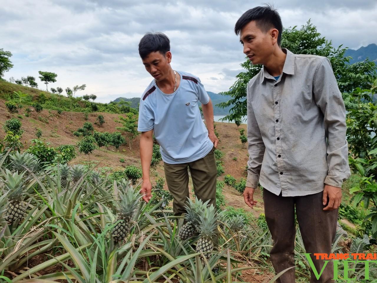 Liên kết trồng dứa với Công ty Đồng Giao, nông dân Quỳnh Nhai yên tâm sản xuất, không lo đầu ra - Ảnh 4. Liên kết trồng dứa với Công ty Đồng Giao, nông dân Quỳnh Nhai yên tâm sản xuất, không lo đầu ra - Ảnh 4.