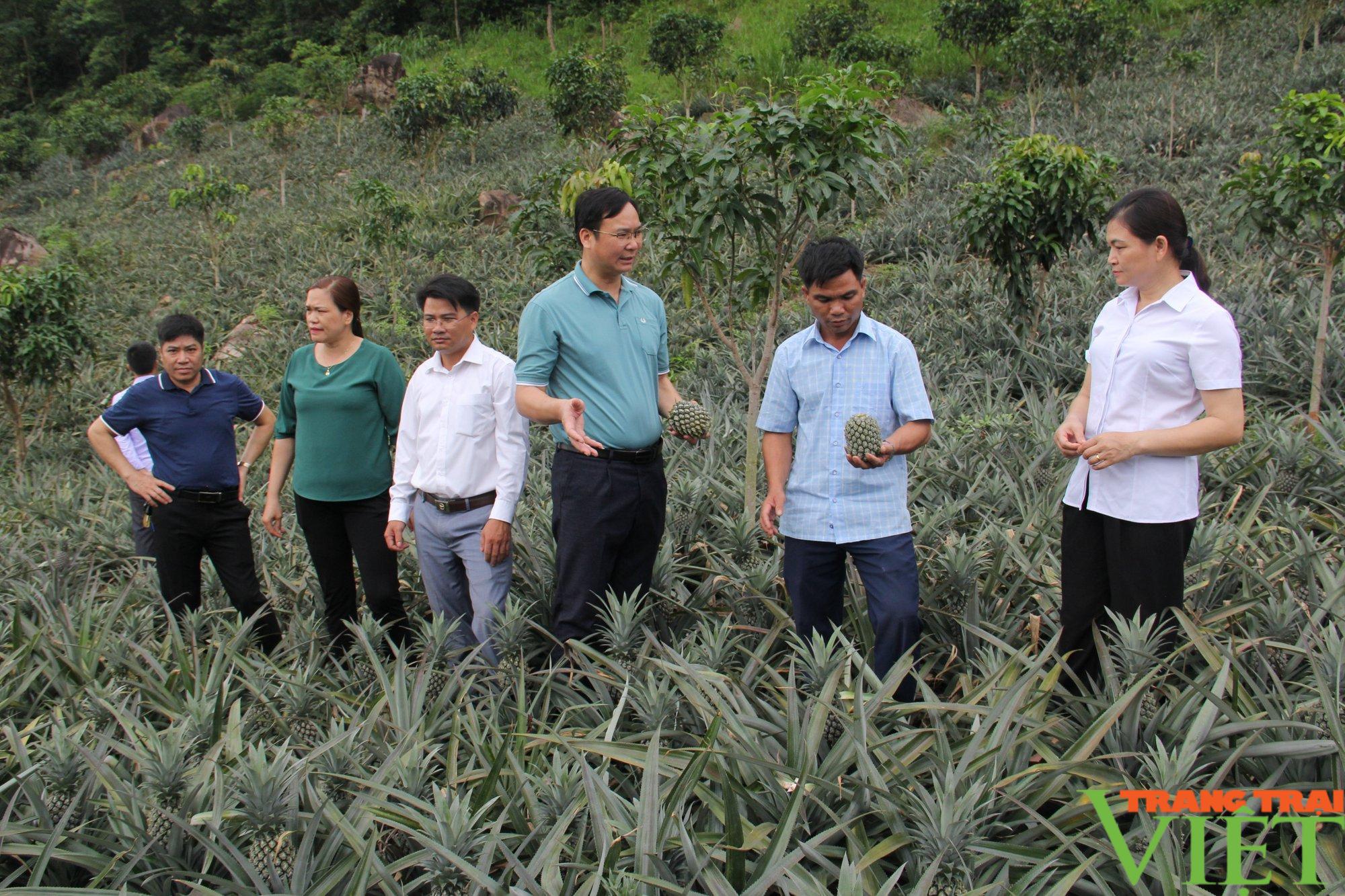 Liên kết trồng dứa với Công ty Đồng Giao, nông dân Quỳnh Nhai yên tâm sản xuất, không lo đầu ra - Ảnh 1. Liên kết trồng dứa với Công ty Đồng Giao, nông dân Quỳnh Nhai yên tâm sản xuất, không lo đầu ra - Ảnh 1.