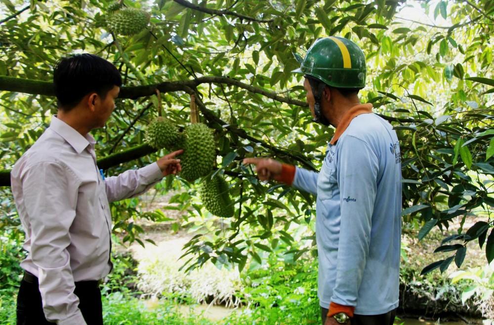 Vững mục tiêu xây dựng xã nông thôn mới kiểu mẫu Tân Thới Một vườn sầu riêng nằm trong Hợp tác xã Nông nghiệp Tân Thới 1 đang cho trái.