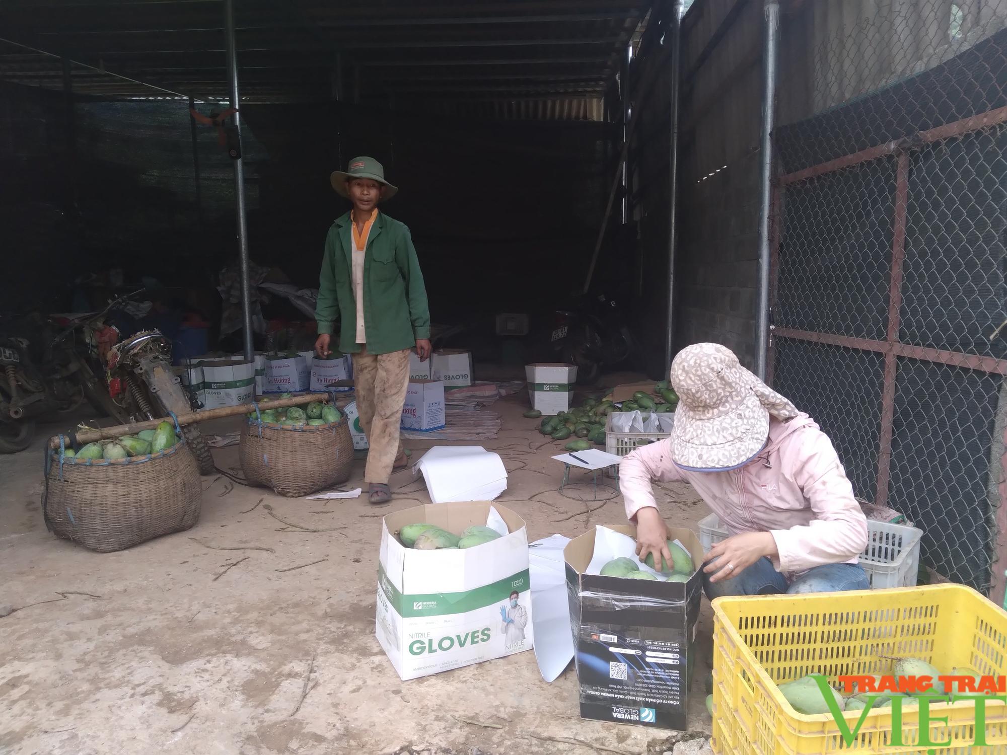 Mường La phấn đấu tiêu thụ và xuất khẩu hơn 10.000 tấn nông sản - Ảnh 6. Mường La phấn đấu tiêu thụ và xuất khẩu hơn 10.000 tấn nông sản - Ảnh 6.